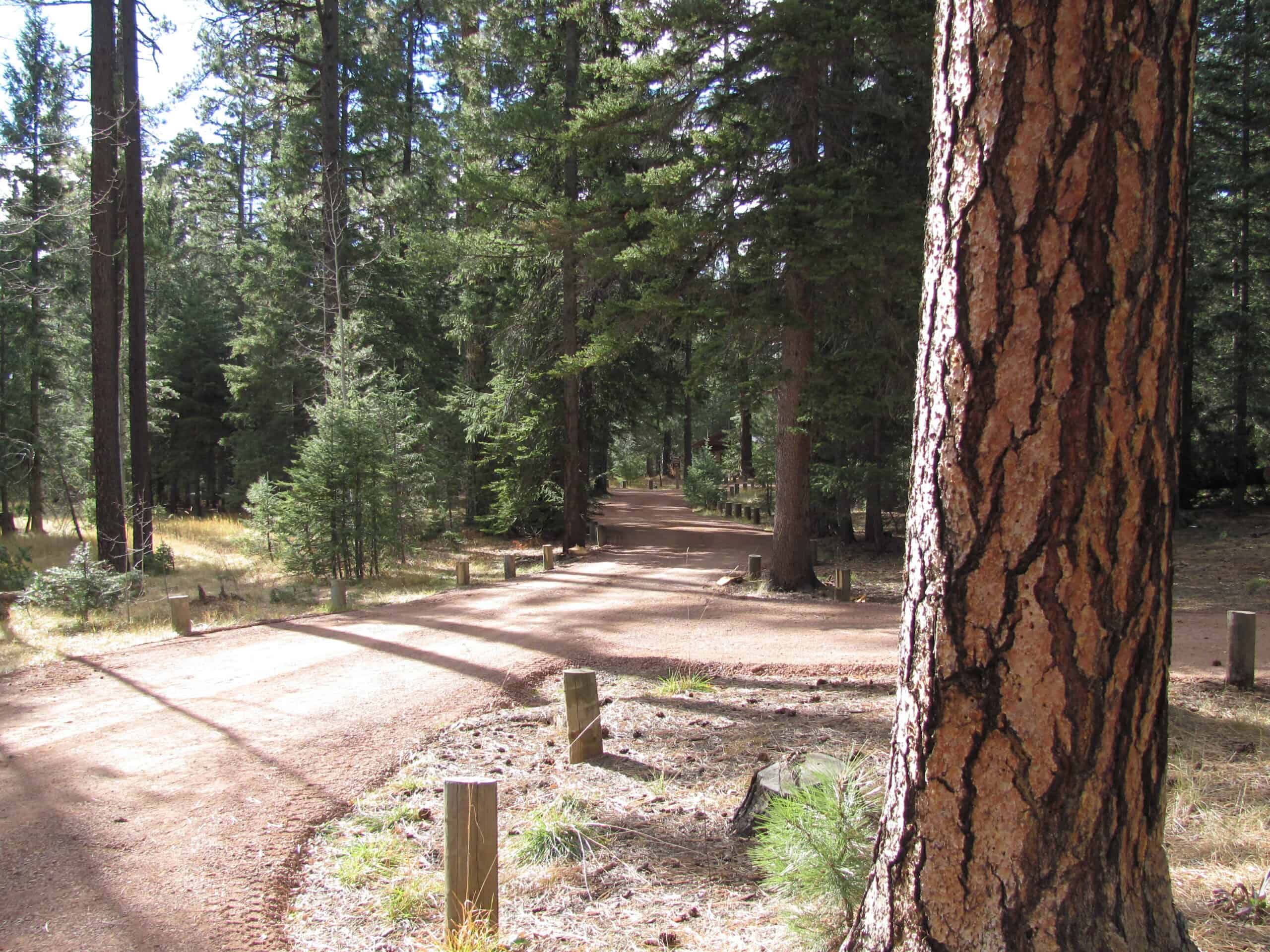 Access #1 (34 miles east of Payson): From Payson, travel east for 24 miles on State Hwy 260. Turn right on Colcord Road 291 and travel 3 miles to FR 200. Turn right on unpaved FR 200. Travel on FR 200 for 6 miles, through Haigler Canyon Recreation Site to FR 202A. Turn right and follow this unpaved road for ½ mile to the site. Access #2 (12 miles north of Young): From Young, travel 3 miles north on State Hwy.288/Forest Road (FR) 512 to FR 200. Turn left on FR 200 and travel for 9 miles to the site. View and download a map.